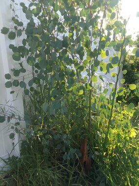 Spring Orchid - your best offer?